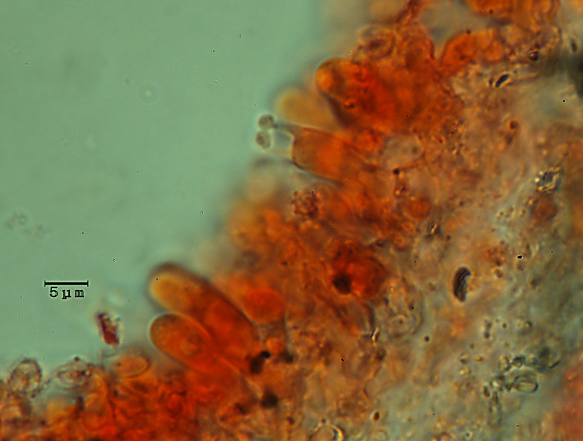 Lavoro - Crosta foto 0601 (Phlebiella fibrillosa)